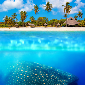 Cancun Whale Shark