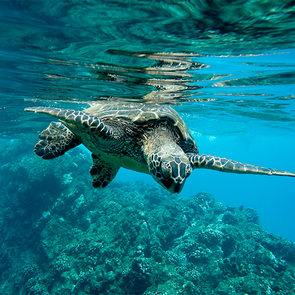 Akumal, turtle sanctuary, Mexican Caribbean
